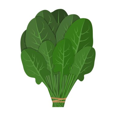 Demet taze ıspanak kapatın. Yeşil salata yaprak sebze. Sağlıklı vejetaryen yemek. El çekilmiş renkli kroki.