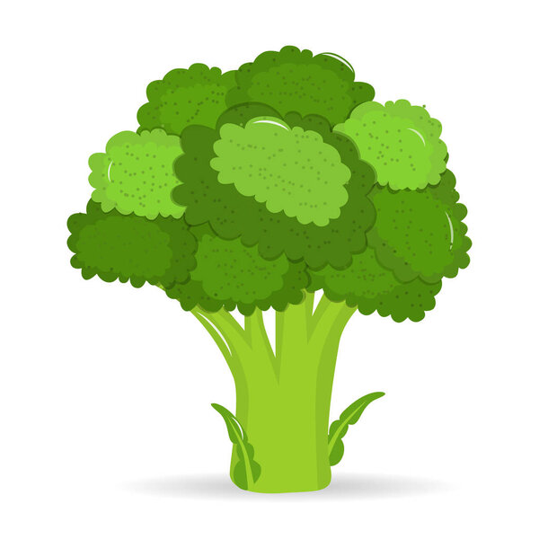 Artistic hand drawn broccoli illustration. Fresh green broccoli, vector illustration