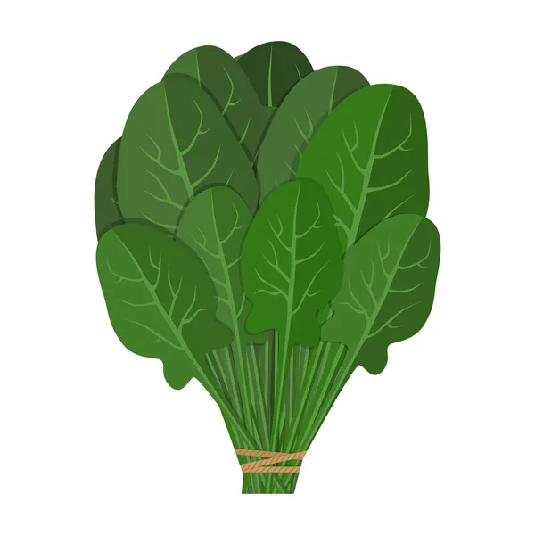 Um bando de espinafres frescos de perto. Verdura de folha de salada verde. Comida vegetariana saudável. Desenho colorido desenhado à mão . — Vetor de Stock