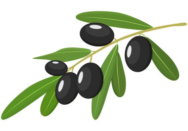 Beyaz arka plan üzerinde izole yaprakları ile vektör Siyah Zeytin dalı
