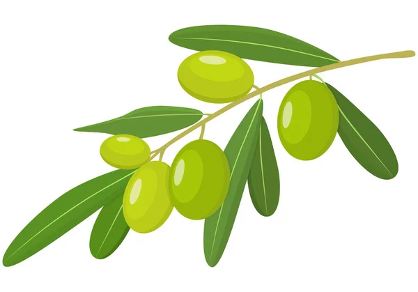 Vector Green Olives Branch con hojas aisladas sobre fondo blanco — Vector de stock