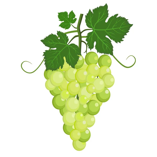 Verse tros druiven groen pictogram op witte achtergrond. vectorillustratie in vlakke stijl. — Stockvector