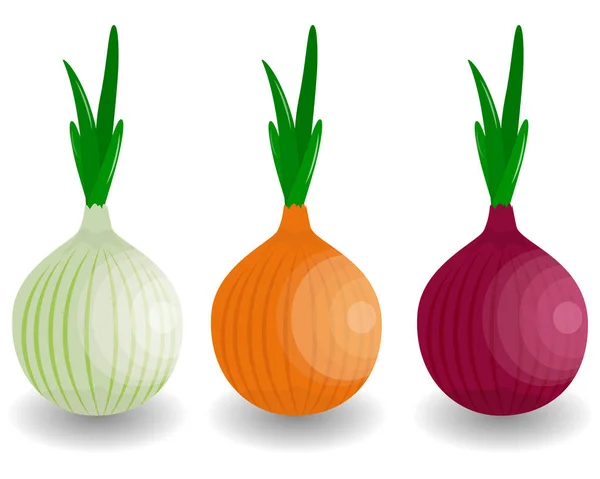 Nastavit ikonu izolované čerstvá zelenina cibule. Cibule na farmě trh, — Stockový vektor