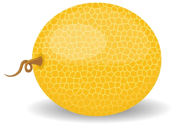 Melón melón aislado sobre fondo blanco. vector — Vector de stock