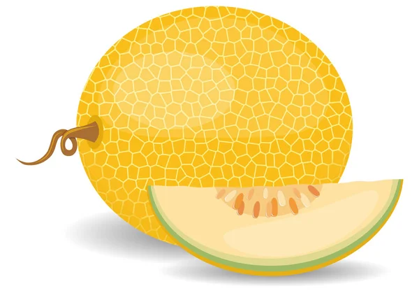 Melão melão cantaloupe fatias isoladas sobre fundo branco. vetor — Vetor de Stock
