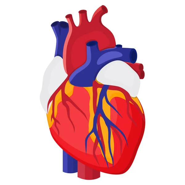 Corazón anatómico aislado. Órgano muscular en humanos. Signo del centro de diagnóstico cardíaco. ilustración vectorial en estilo plano — Vector de stock