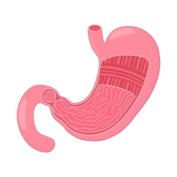 Icono del estómago. Órganos internos humanos. Digestión. Tracto digestivo, sistema. Salud. Estilo plano. Ilustración vectorial — Vector de stock