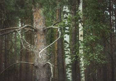 Kalp şeklinde dallarında orman