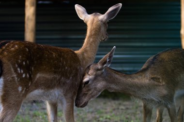 Hayvanat bahçesinde iki geyik