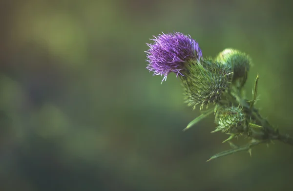 Macro flor púrpura sobre fondo verde — Foto de Stock