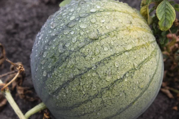 Su damlaları ile karpuz