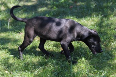 Siyah köpek çimenlerde duruyor 