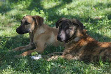 Siyah ve kahverengi köpek çimenlerde oturuyorsun