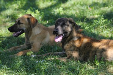 Siyah ve kahverengi köpek çimenlerde oturuyorsun