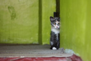 Gri ve beyaz kitty sarı gözlü oturuyor 