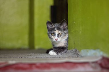 Gri ve beyaz kitty sarı gözlü oturuyor 