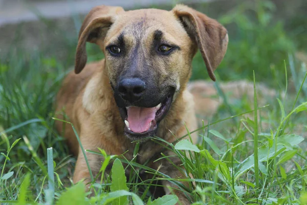 Black Brown Dog Sitting Grass — Stock Photo, Image