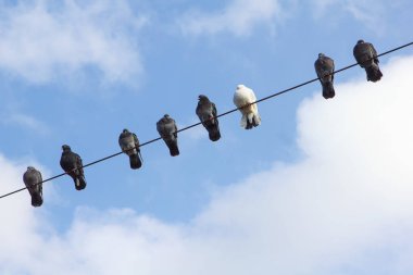Gökyüzü arka plan üzerinde bir tel üzerinde oturuyor karanlık ve bir beyaz güvercin