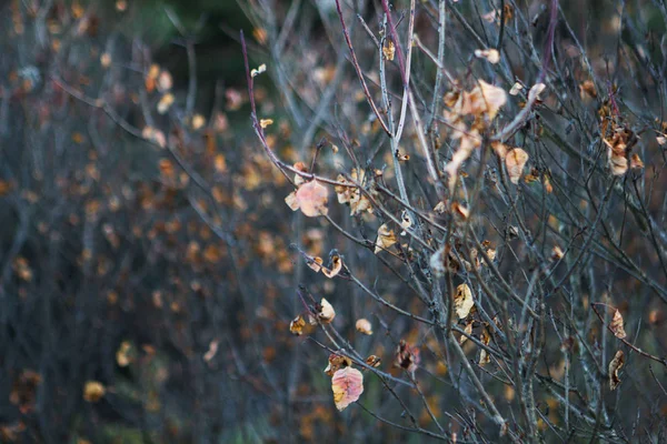 Branches Dry Leaves Winter — Stock Photo, Image