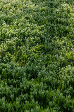 Çayırdaki taze yeşil çimenler