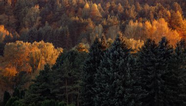 Gün batımında dağdaki manzara ağaçları