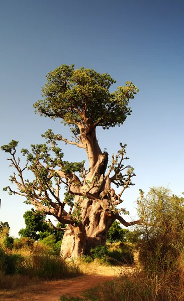 Baobab géant — Photo