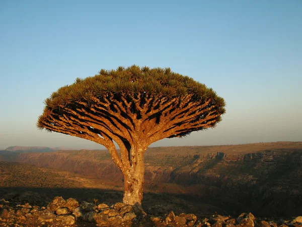 Árbol del dragón, Socotra — Foto de Stock