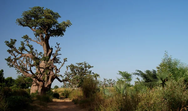 Floresta de baobá, Dakar, Senegal — Fotografia de Stock