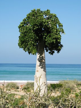 Salatalık ağaç, Soqotra