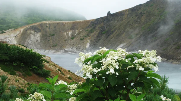 Fiori vicino al lago di vapore, vulcano Golovnina, Kunashir Kurily, Russia — Foto Stock