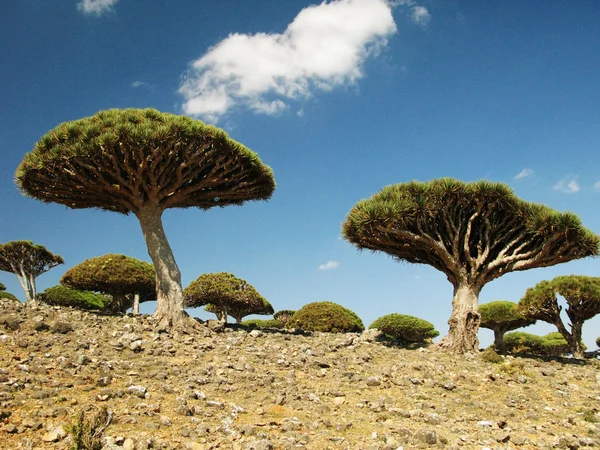 Bosque del árbol del dragón, isla de Socotra, Yemen — Foto de Stock