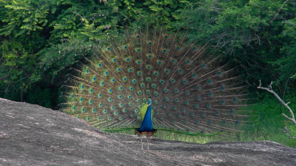 Dancing peacock with fluffed tail in Yala national park