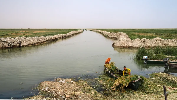 Pântanos da Mesopotâmia, habitat dos árabes pântanos aka Madans. Iraque — Fotografia de Stock