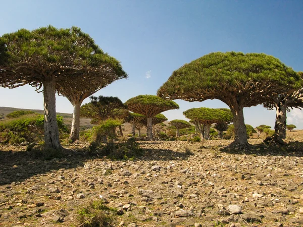 Bosque del árbol del dragón, planta endémica de la isla de Socotra — Foto de Stock