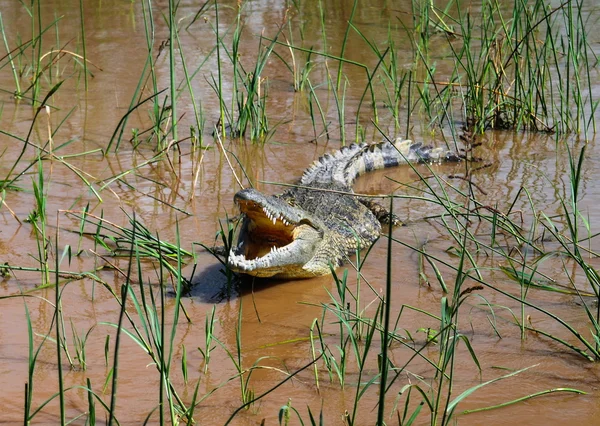 El bostezo lago Chamo cocodrilo del Nilo, Parque Nacional de Nechisar, Etiopía — Foto de Stock