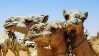 Omdurman Sudan'daki deve piyasada Develer