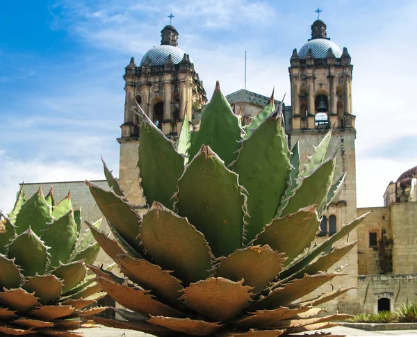 Met het oog op de kathedraal van Oaxaca met agave plant Mexico — Stockfoto