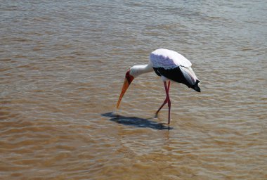 Balık tutma beyaz leylek Nechisar Milli Parkı Etiyopya