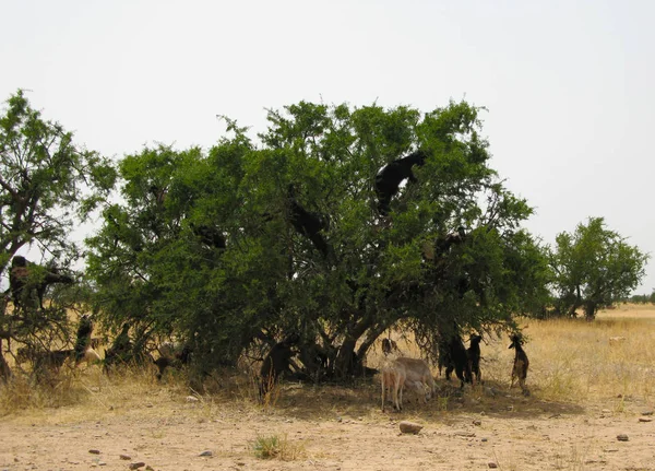 Getter på argania trädet, Marocko — Stockfoto