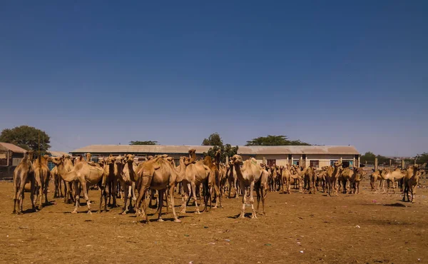 Верблюды на рынке верблюдов в Харгейсе, Сомали — стоковое фото