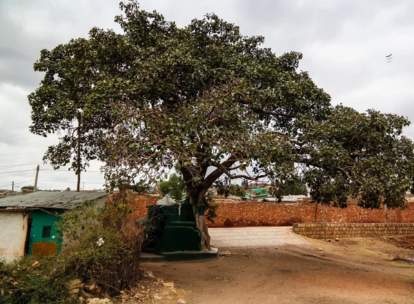 Χαράρ δέντρο Τζαμί στην παλιά πόλη του Jugol, Harar, Αιθιοπία — Φωτογραφία Αρχείου