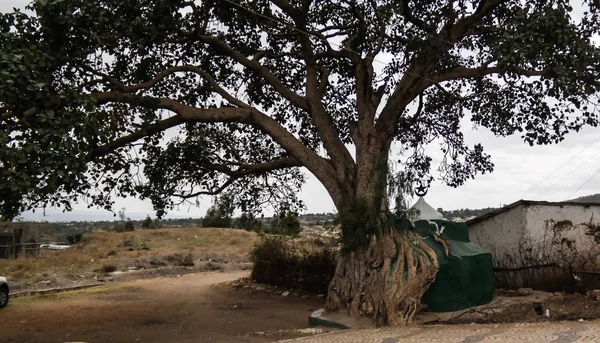 Harar tree moschee in jugol altstadt, harar, äthiopien — Stockfoto