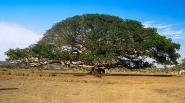 Eritre kahramanca Ficus Daaro çınar, Segheneyti, sembolü