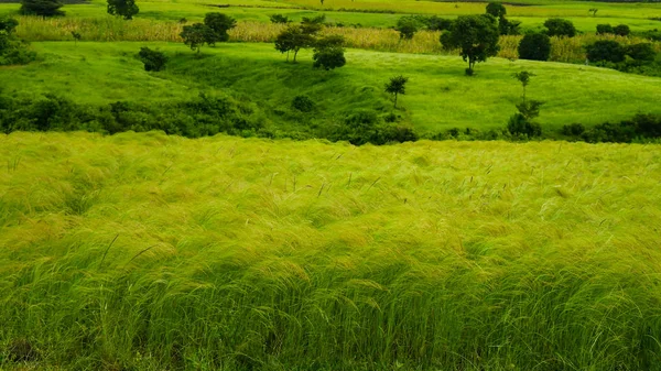 Paisaje agrícola con campos de teff, mañana en Etiopía —  Fotos de Stock