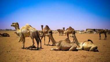Camels in the camel market in Omdurman, Sudan clipart