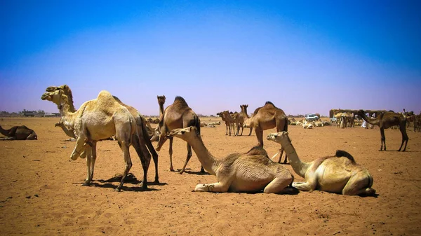 Kameler på kamel marknaden i Omdurman, Sudan — Stockfoto