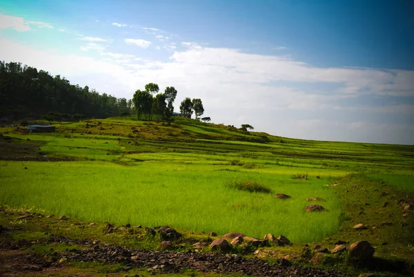 Paisaje agrícola con campos de teff por la mañana en Etiopía —  Fotos de Stock
