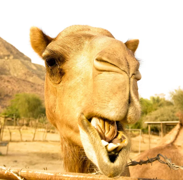 Portrait de drôles de tête de chameau, Sharjah, EAU — Photo