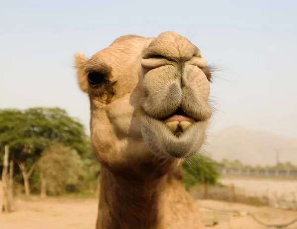 Retrato de la cabeza de camello divertido, Sharjah, Emiratos Árabes Unidos — Foto de Stock
