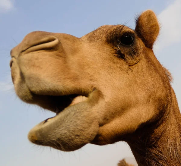 Retrato de la cabeza de camello divertido, Sharjah, Emiratos Árabes Unidos — Foto de Stock